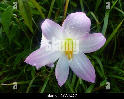 Rosa Regenlilie (Zephyranthes robusta) Plantae Stockfoto