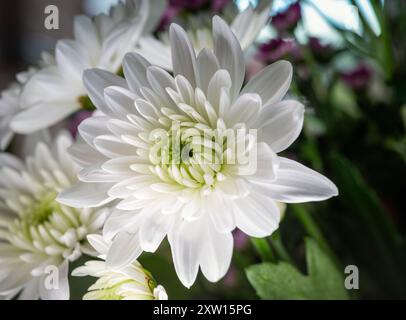 Gardenia Blume isoliert auf schwarzem Hintergrund. Makroblume Stockfoto