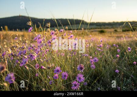 Wiese mit violetten Blumen auf der Halbinsel Tihany in der Abendsonne. Hochwertige Fotos Stockfoto
