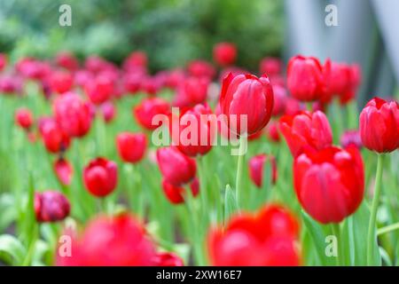 Verschiedene Arten und Farben der Blüten einer Tulpe im Garten gemischt in, bunte Tulpenblüten Hintergrund im Garten Stockfoto