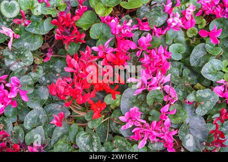 Wunderschöne Blütensträhne der Cyclamen in voller Blüte. Das Bild wird von hellen magentafarbenen und roten Blüten dominiert Stockfoto