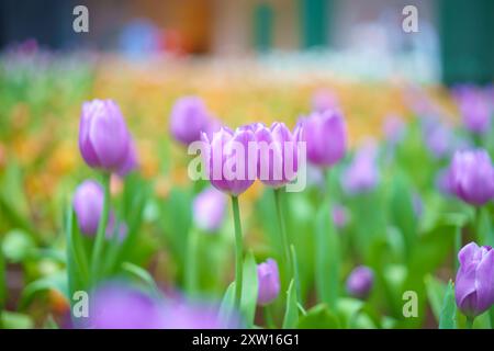 Verschiedene Arten und Farben der Blüten einer Tulpe im Garten gemischt in, bunte Tulpenblüten Hintergrund im Garten Stockfoto