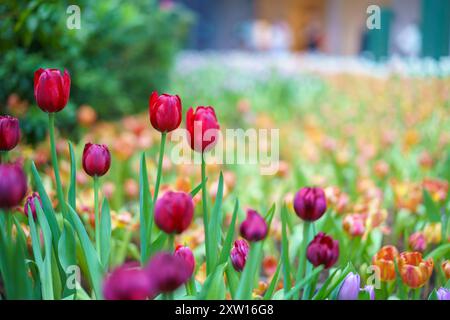 Verschiedene Arten und Farben der Blüten einer Tulpe im Garten gemischt in, bunte Tulpenblüten Hintergrund im Garten Stockfoto