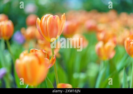 Verschiedene Arten und Farben der Blüten einer Tulpe im Garten gemischt in, bunte Tulpenblüten Hintergrund im Garten Stockfoto