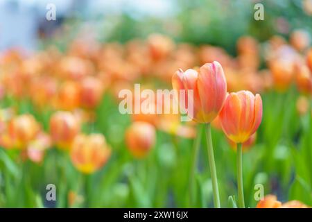 Verschiedene Arten und Farben der Blüten einer Tulpe im Garten gemischt in, bunte Tulpenblüten Hintergrund im Garten Stockfoto