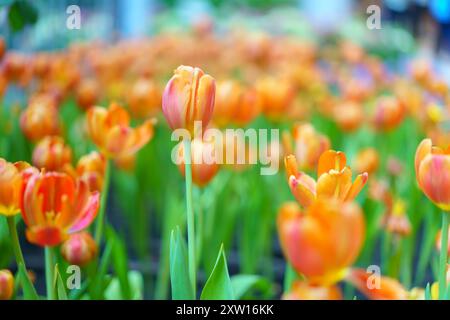 Verschiedene Arten und Farben der Blüten einer Tulpe im Garten gemischt in, bunte Tulpenblüten Hintergrund im Garten Stockfoto