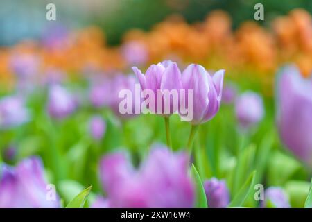 Verschiedene Arten und Farben der Blüten einer Tulpe im Garten gemischt in, bunte Tulpenblüten Hintergrund im Garten Stockfoto