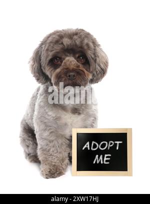 Niedlicher Maltipoo-Hund in der Nähe der Tafel mit Phrase Adoption me auf weißem Hintergrund. Haustier-Adoption Stockfoto