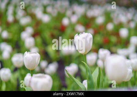 Verschiedene Arten und Farben der Blüten einer Tulpe im Garten gemischt in, bunte Tulpenblüten Hintergrund im Garten Stockfoto