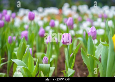 Verschiedene Arten und Farben der Blüten einer Tulpe im Garten gemischt in, bunte Tulpenblüten Hintergrund im Garten Stockfoto