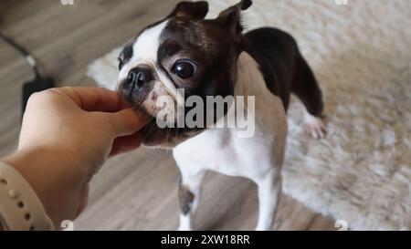 Der Hund isst gierig einen Snack aus der Hand des Besitzers. Ein Boston Terrier nimmt eine köstliche Leckerei aus den Händen einer Person. Stockfoto