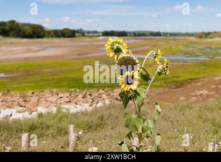 Foto von Sonnenblume mit Samenkopf und Blumen vor einem Küsten-Hintergrund mit Platz für Text Stockfoto