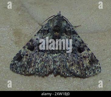Pilzmotten (Metalectra discalis) Insecta Stockfoto
