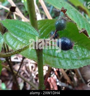 Kosters Fluch (Miconia crenata) Plantae Stockfoto