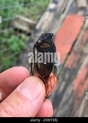 Lyrik Cicada (Neotibicen lyricen) Insecta Stockfoto