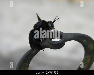 Breithändige Zimmermannsbiene (Xylocopa latipes) Insecta Stockfoto