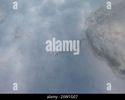 Schlangenaal (Myrichthys colubrinus) Actinopterygii Stockfoto