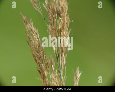 kanadische Blaugelenke (Calamagrostis canadensis) Plantae Stockfoto