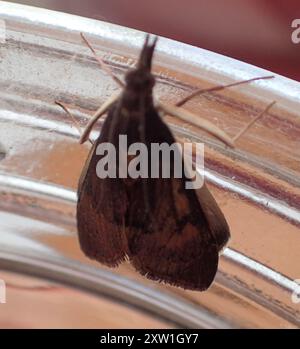 Baum Luzerner Motte (Uresiphita ornithopteralis) Insecta Stockfoto