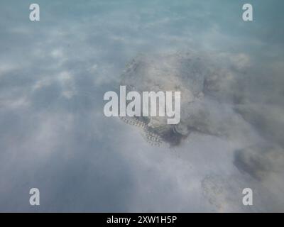Schlangenaal (Myrichthys colubrinus) Actinopterygii Stockfoto