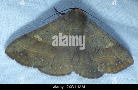 Rot gesäumte Panopoda Moth (Panopoda rufimargo) Insecta Stockfoto