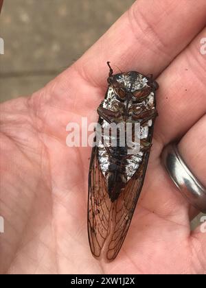 Lyrik Cicada (Neotibicen lyricen) Insecta Stockfoto