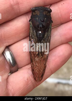 Lyrik Cicada (Neotibicen lyricen) Insecta Stockfoto