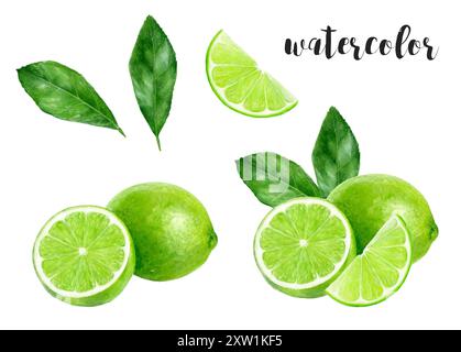 Frische Limettenscheiben mit grünen Blättern, ideal für kulinarische, botanische oder biologische Designs Stockfoto