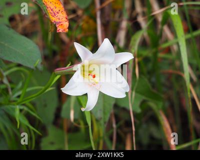 Formosa Lilie (Lilium formosanum) Plantae Stockfoto