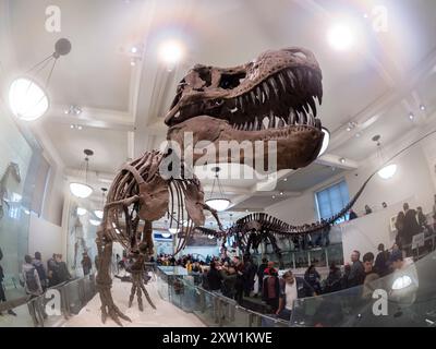 Sceleton of a Tyrannosaurus Rex, ausgestellt im American Museum of Natural History (AMNH) in New York City. Stockfoto