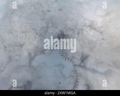 Schlangenaal (Myrichthys colubrinus) Actinopterygii Stockfoto