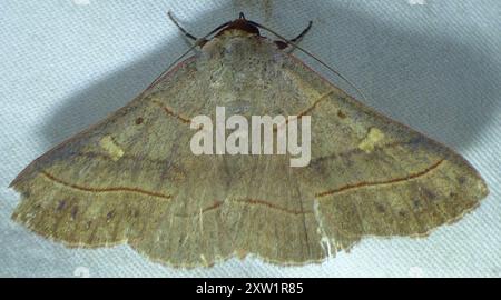 Rot gesäumte Panopoda Moth (Panopoda rufimargo) Insecta Stockfoto