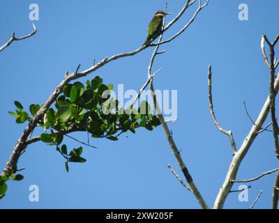 Madagaskar Bienenfresser (Merops superciliosus) Aves Stockfoto