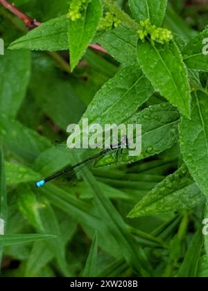 Östlicher Gabelschwanz (Ischnura verticalis) Insecta Stockfoto