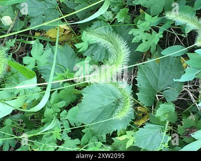 Riesenfuchsschwanz (Setaria faberi) Plantae Stockfoto