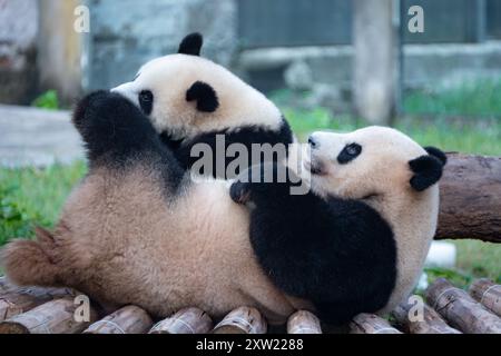 Chongqing, China. August 2024. Der Riesenpanda Mang Cancan spielt am 17. August 2024 mit seiner Mutter Mang Zai im Chongqing Zoo in Chongqing, China. (Foto: Costfoto/NurPhoto) Credit: NurPhoto SRL/Alamy Live News Stockfoto