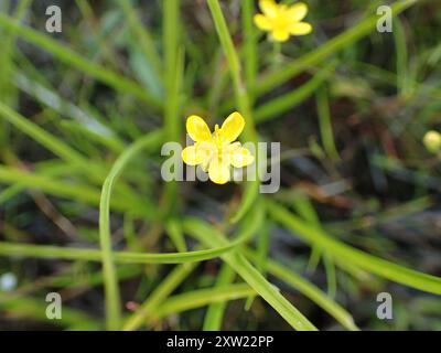 Kriechkraut (Ranunkulus reptans) Plantae Stockfoto