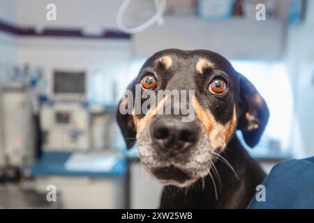 Porträt eines verängstigten Hundes beim Blick auf die Kamera vor der ärztlichen Untersuchung in der Tierklinik. Stockfoto
