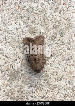 Flounced Rustic (Luperina testacea) Insecta Stockfoto