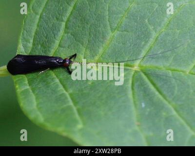 Black Dancer Caddisfly (Mystacides sepulchralis) Insecta Stockfoto