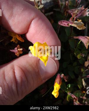 Subalpine Affenblume (Erythranthe caespitosa) Plantae Stockfoto