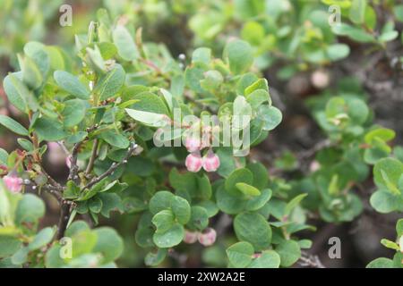 MoorHeidelbeere (Vaccinium uliginosum) Plantae Stockfoto