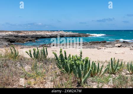 Ostuni, Costa Merlata, wo Sie zahlreiche Buchten und Strände mit kristallklarem Meer entdecken können. Stockfoto