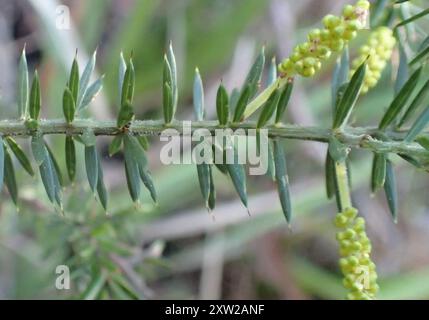 Stachelige moses (Acacia verticillata) Plantae Stockfoto