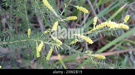Stachelige moses (Acacia verticillata) Plantae Stockfoto