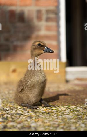 Das süße Khaki Campbell Entlein sitzt aufrecht in der Sonne. Stockfoto