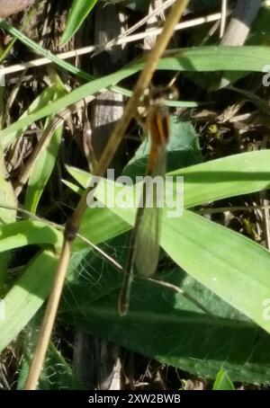 Östlicher Gabelschwanz (Ischnura verticalis) Insecta Stockfoto