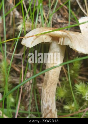 Pilze mit verhülltem Poisonpie (Hebeloma mesophaeum) Stockfoto