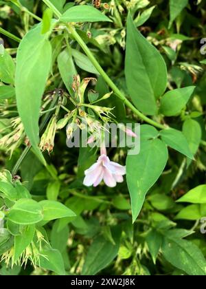 (Jasminum x stephanense) Plantae Stockfoto