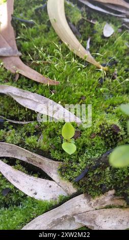 acorn peperomia (Peperomia tetraphylla) Plantae Stockfoto